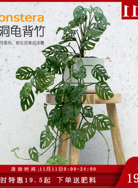 植物幻想/仙洞龟背竹多孔爬藤垂吊耐阴可水培室内除甲醛好养北欧