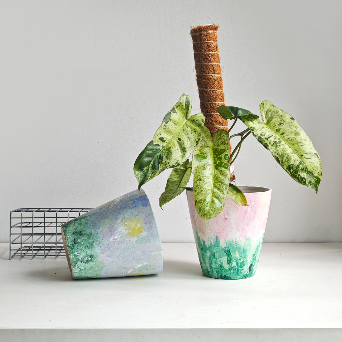 手绘蝴蝶兰彩叶芋绿植简约小花盆