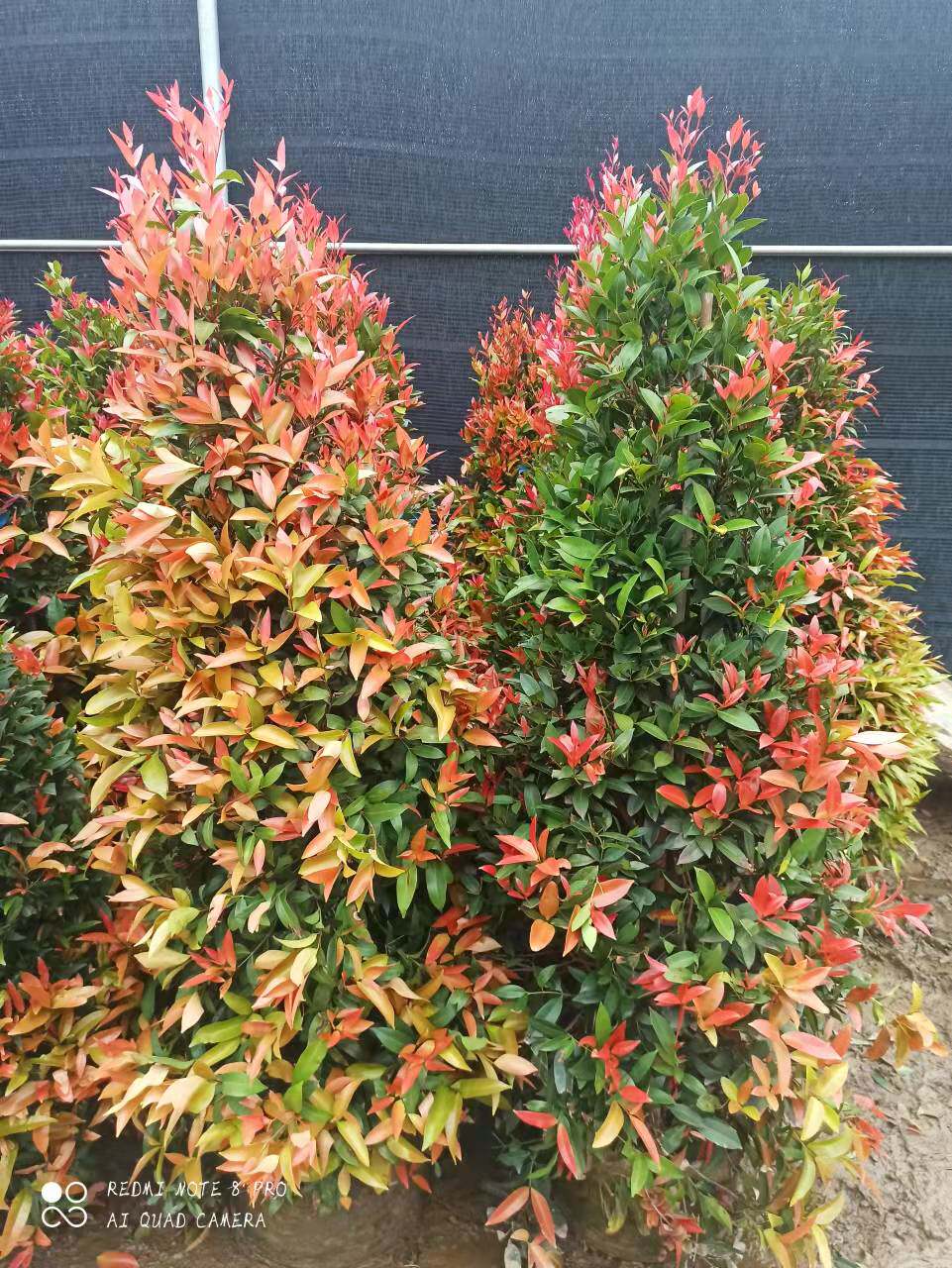 南北方观叶彩叶绿化树植物红车木盆栽红车苗室内外庭院常绿行道u.