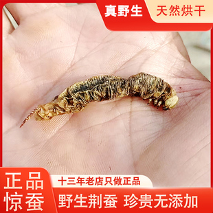 沂蒙山野生荆蚕惊蚕荆虎泡黄酒荆蚕瓦片天然烘干宝宝惊夜哭荆虫