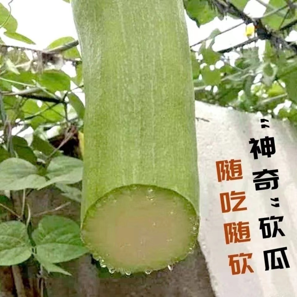 夏季随吃随砍砍瓜种籽子南瓜菜子