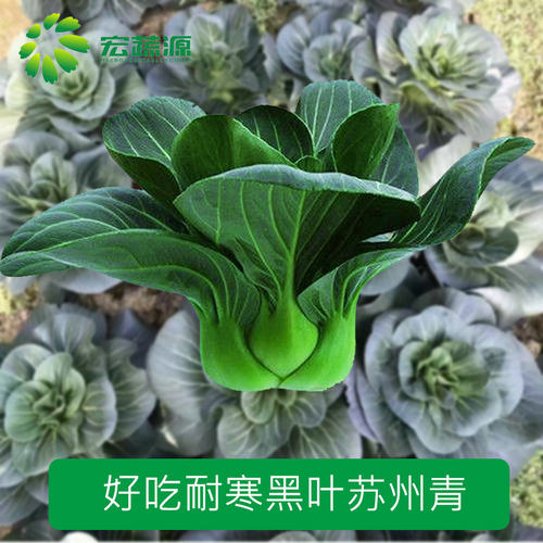苏州苏州青矮脚黑叶四季上海种孑