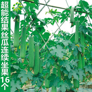 蔬菜种籽 鼎牌优比一号三比6号2丝瓜种子孑早熟高产特大香春天四季