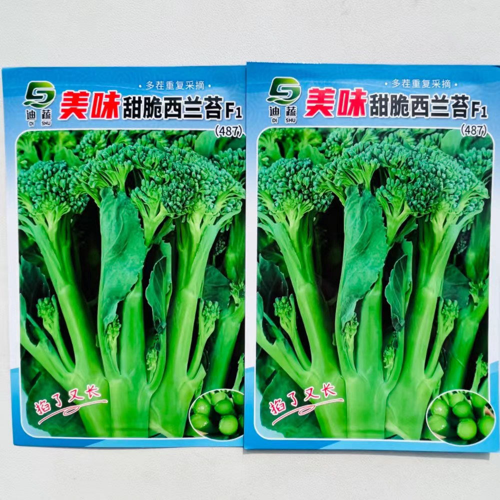 正宗西兰苔种子绿西兰苔耐热西洋芥兰长茎芦笋青花笋芥蓝蔬菜种子