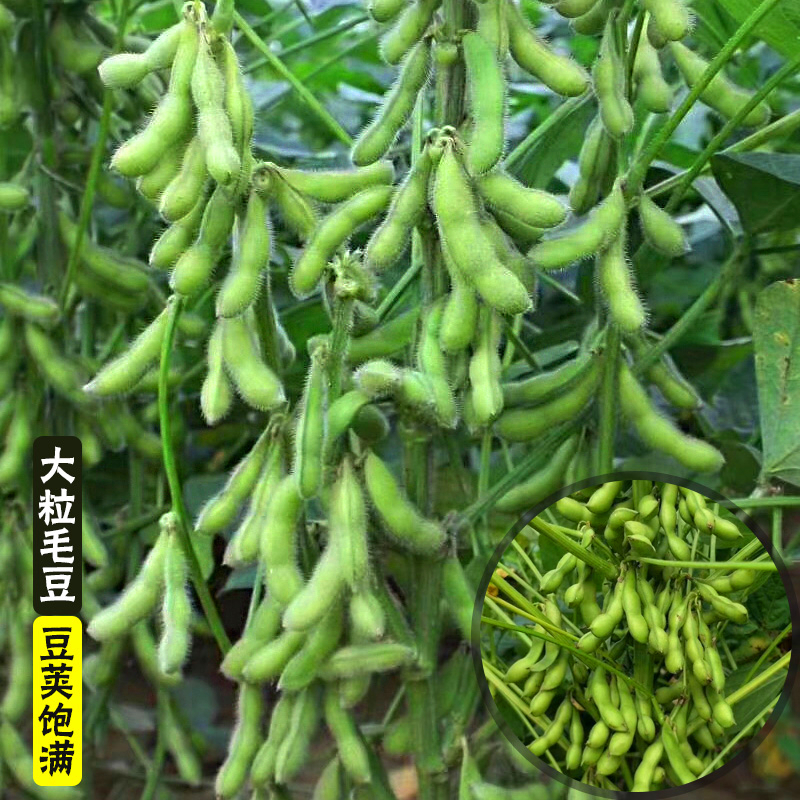 大粒毛豆种子早熟毛豆种籽春季四季绿宝石毛豆种孑高产蔬菜55天收