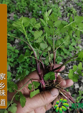 野生茴芹大叶芹蔬菜水种苗山芹菜