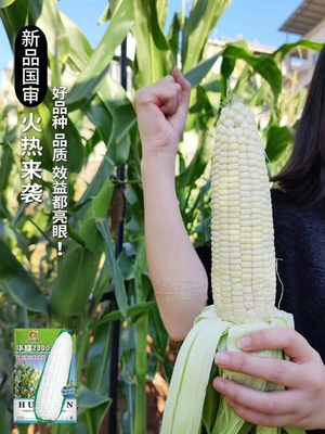 华耘申科甜糯99白玉米超甜加糯玉米种四季播高产耐热非基因改造种