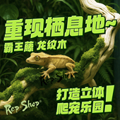 霸王藤木爬宠缸造景树木蛇睫角守宫树枝树蛙鬃狮饲养箱攀爬木藤条