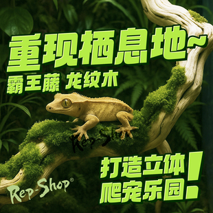 霸王藤木爬宠缸造景树木蛇睫角守宫树枝树蛙鬃狮饲养箱攀爬木藤条