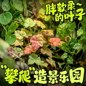 爬宠饲养箱软胶仿真植物造景睫角躲避蛇守宫蜥蜴玻璃缸装饰带吸盘