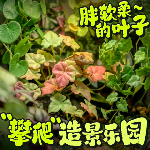 爬宠饲养箱软胶仿真植物造景睫角躲避蛇守宫蜥蜴玻璃缸装饰带吸盘