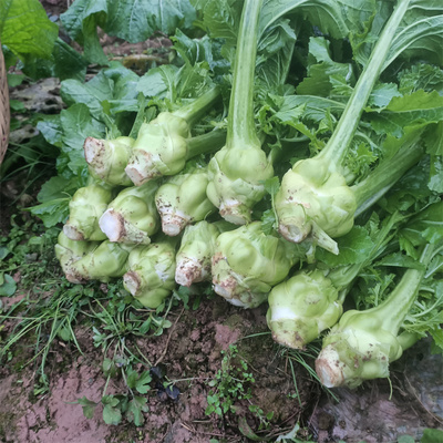重庆农家栽种新鲜应季蔬菜榨菜头青菜儿菜菱角菜6斤装包邮