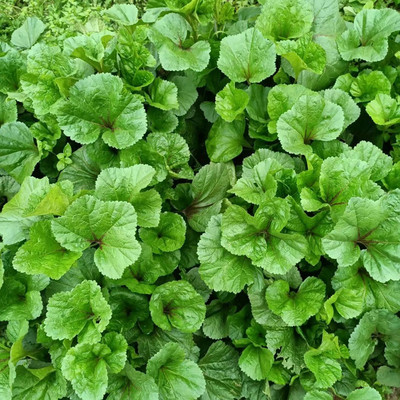 重庆农家栽种新鲜应季蔬菜冬寒菜冬苋菜马蹄菜蔬菜现在二斤包邮