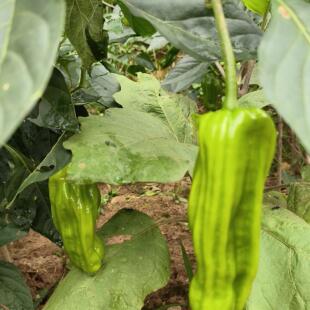 农家栽种新鲜蔬菜薄皮青椒虎皮辣椒菜椒菜辣椒露天现摘包邮