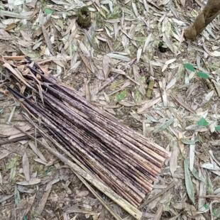 重庆野生粽叶竹笋斑竹笋壳笋叶端午粽子豹纹毛竹黄粑粑原材料包邮