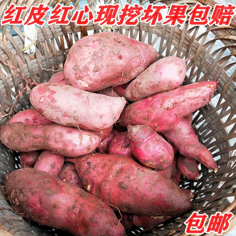 重庆农家栽种新鲜糖心红皮红心西瓜红高山红薯无糖红薯现挖包邮