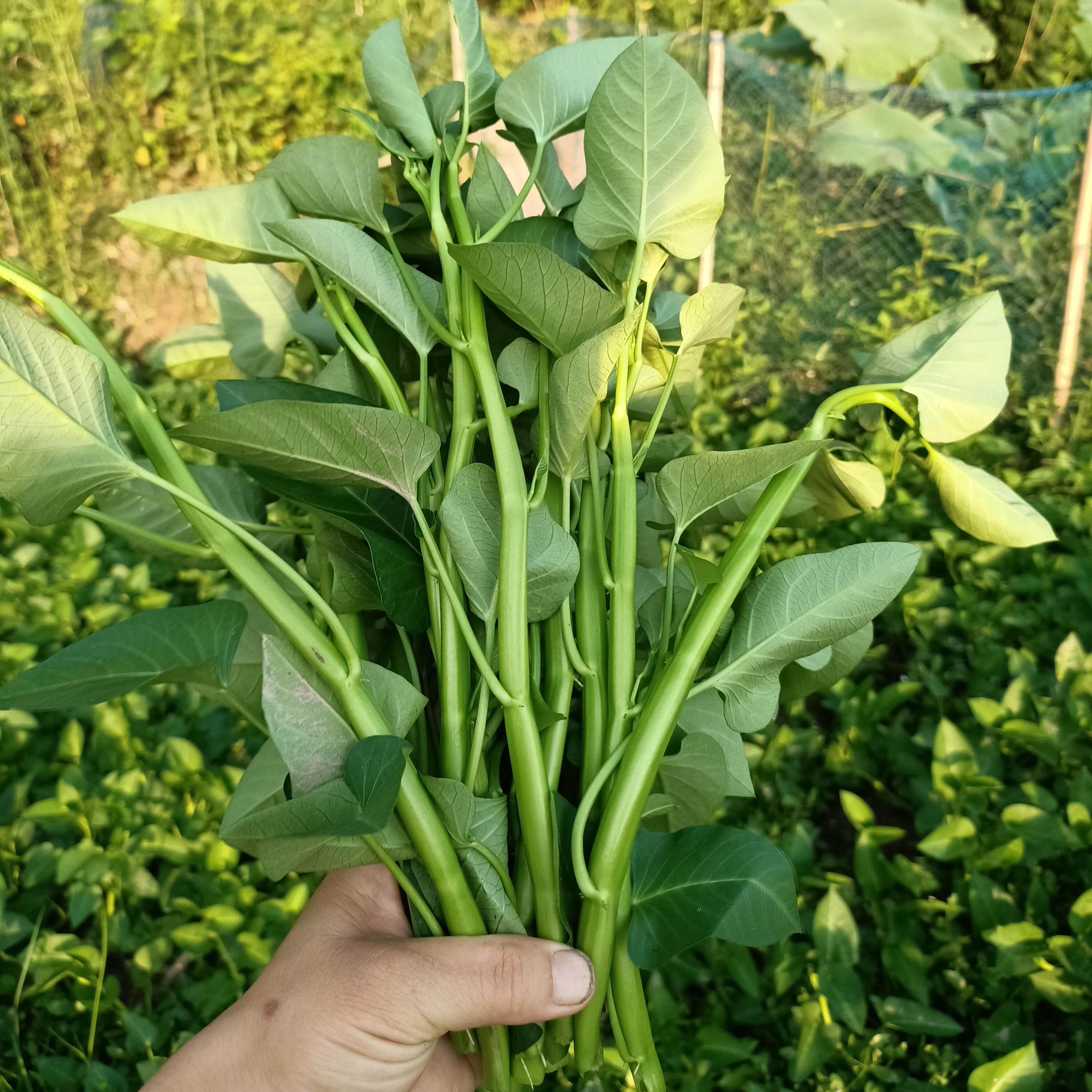 重庆农家栽种新鲜应季应季蔬菜