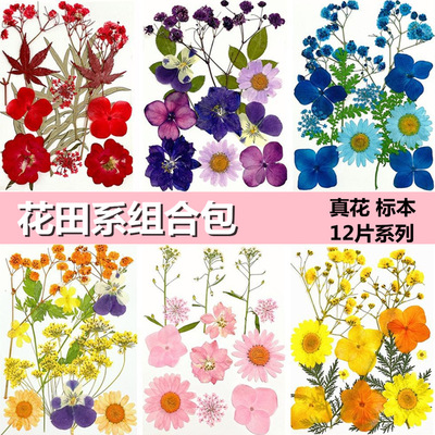 PressedFlower干56252