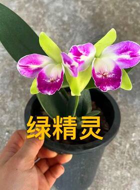 浓香大花卡特兰带花苞进口品种泰国卡特兰花洋兰盆栽附生兰品种