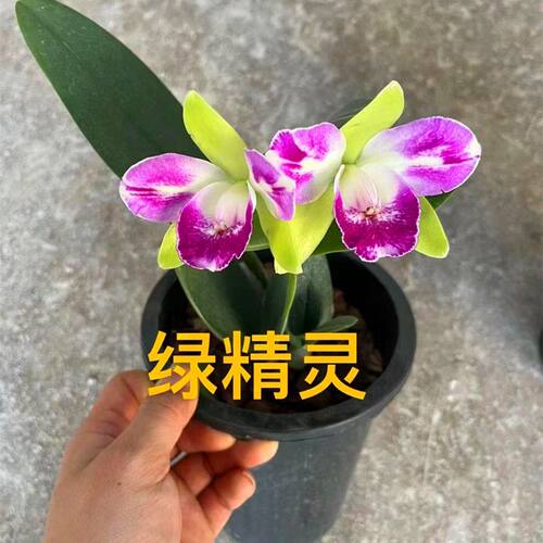 浓香大花卡特兰带花苞进口品种泰国卡特兰花洋兰盆栽附生兰品种