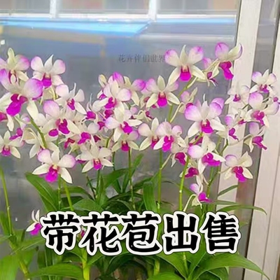 秋石斛带花苞特价清仓大花浓香大苗原杯石斛兰洋兰基地盆栽花卉