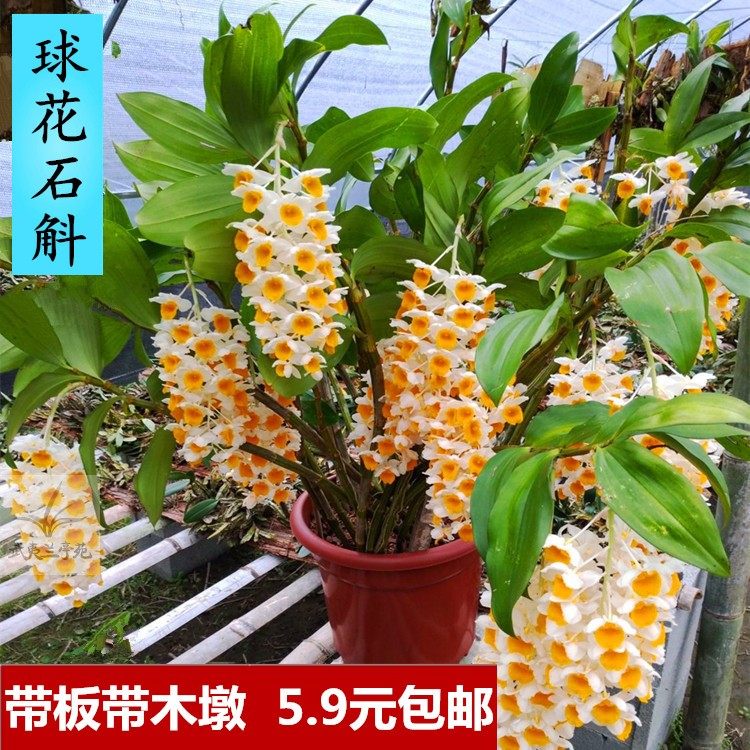 球花石斛兰带花苞浓香型室内盆栽大花型鼓槌金钗铁皮石斛花卉绿植