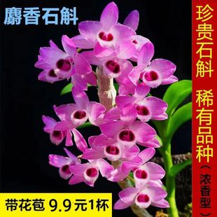 带花苞麝香石斛铁皮石斛盆栽金钗石斛叠鞘鼓槌球花石斛兰花卉包邮