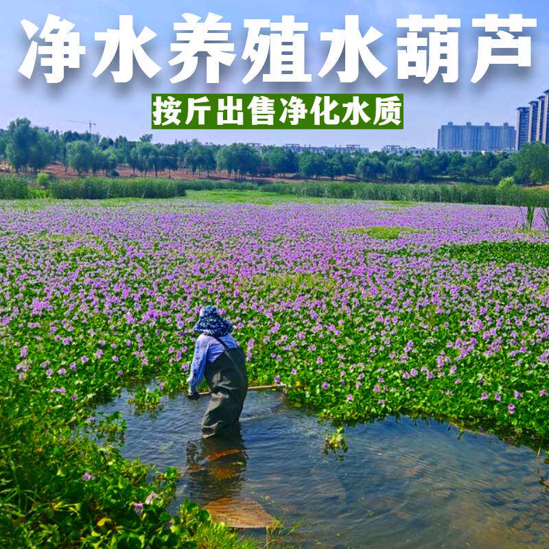 净水养殖水葫芦浮萍按斤出售