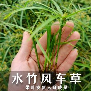 水竹水生植物沼泽过滤养龟盆栽鱼缸水池塘旱伞草风车草苗挺水植物