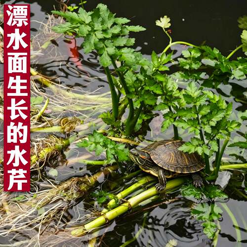 水芹菜绿叶水生植物易种净水