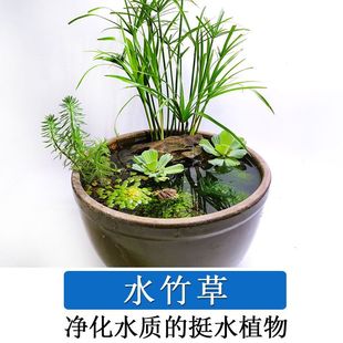 水竹风车草旱伞草挺水水生植物养龟养鱼庭院造景盆栽沼泽过滤淡水