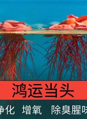 古法鱼缸造景红招财生态原生缸