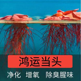 古法鱼缸造景装饰水草浮萍鱼缸养鱼水培养植物原生生态缸造景套餐