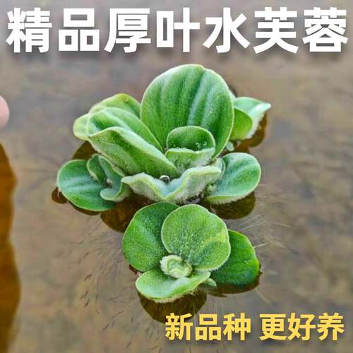 厚叶水芙蓉群生易养鱼缸造景