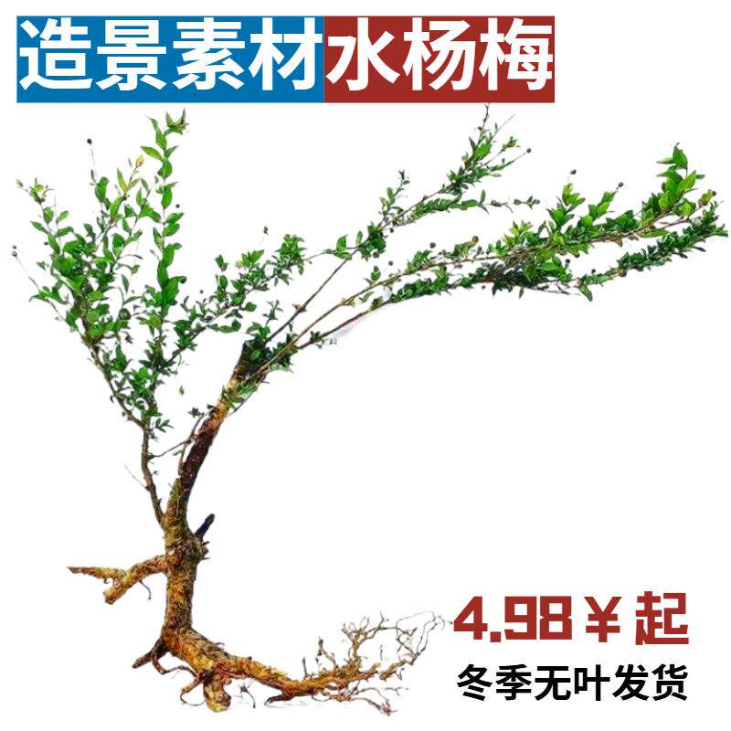 水杨梅造景素材水草非常容易种植冬季无叶发货
