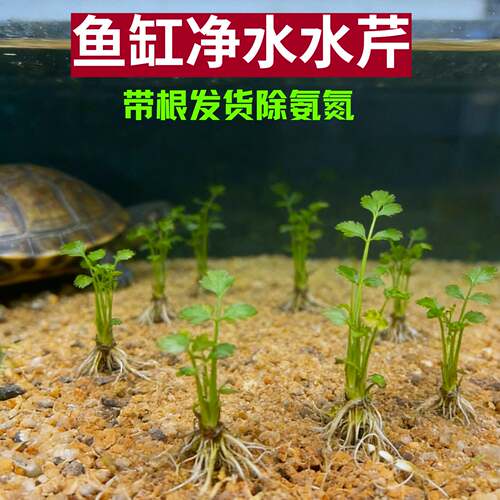 水芹水生植物净水增氧吸氨氮