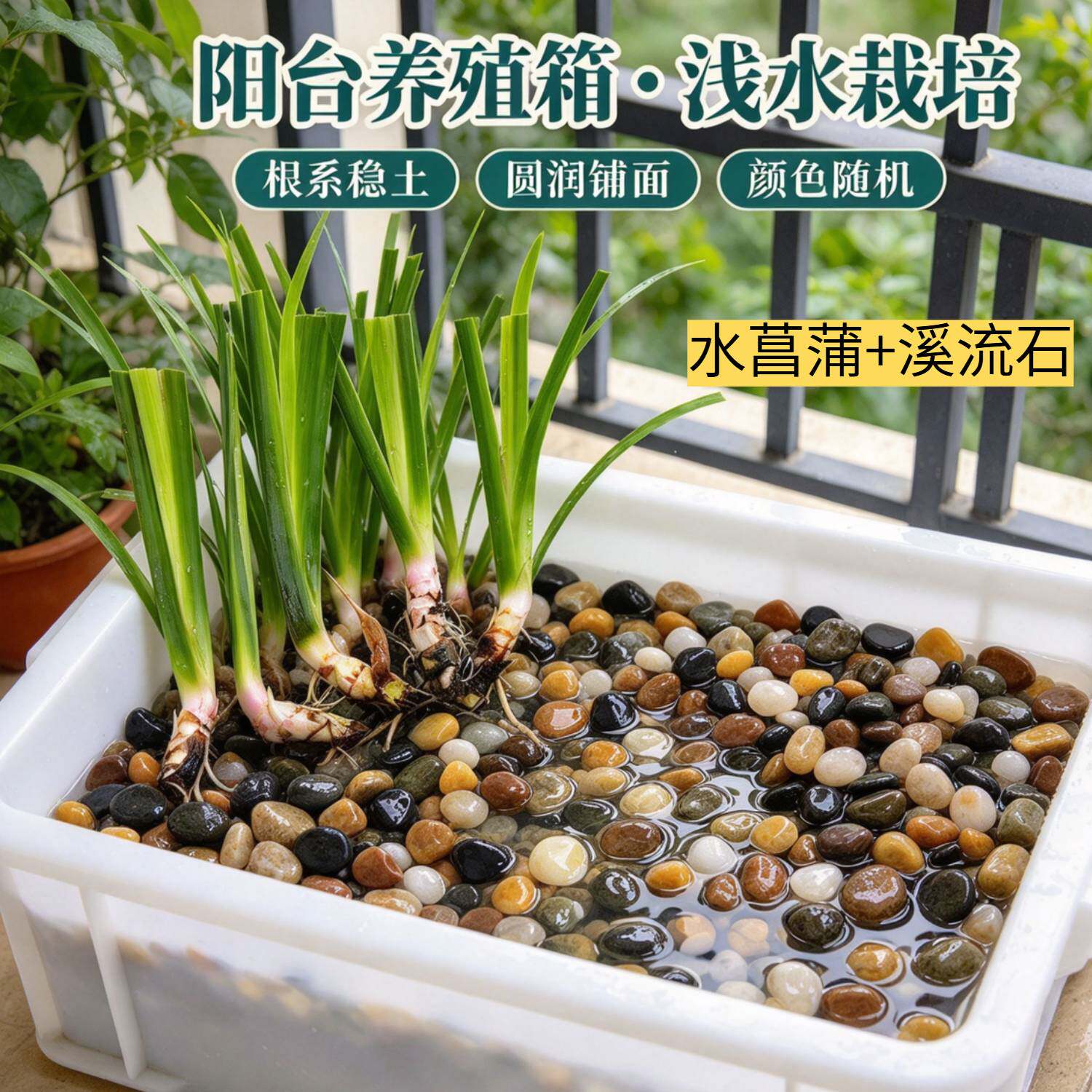 溪流缸造景水菖蒲 + 原生溪流石 鱼缸生态造景底砂 易活水生植物