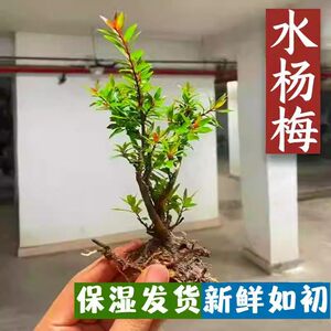 水杨梅老桩水培鱼缸造景