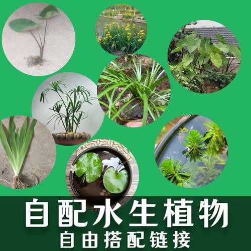 沼泽过滤植物养乌龟净水自由选配
