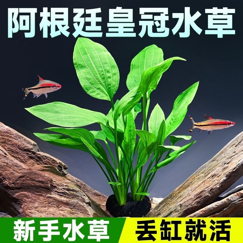 阿根廷皇冠坨草缸鱼缸造景水草溪流缸古法新手九冠水下叶阴性淡水