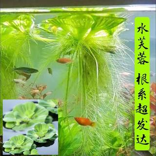 浮萍水草植物造景的养龟缸养鱼缸用品漂浮水芙蓉苗水葫芦包邮