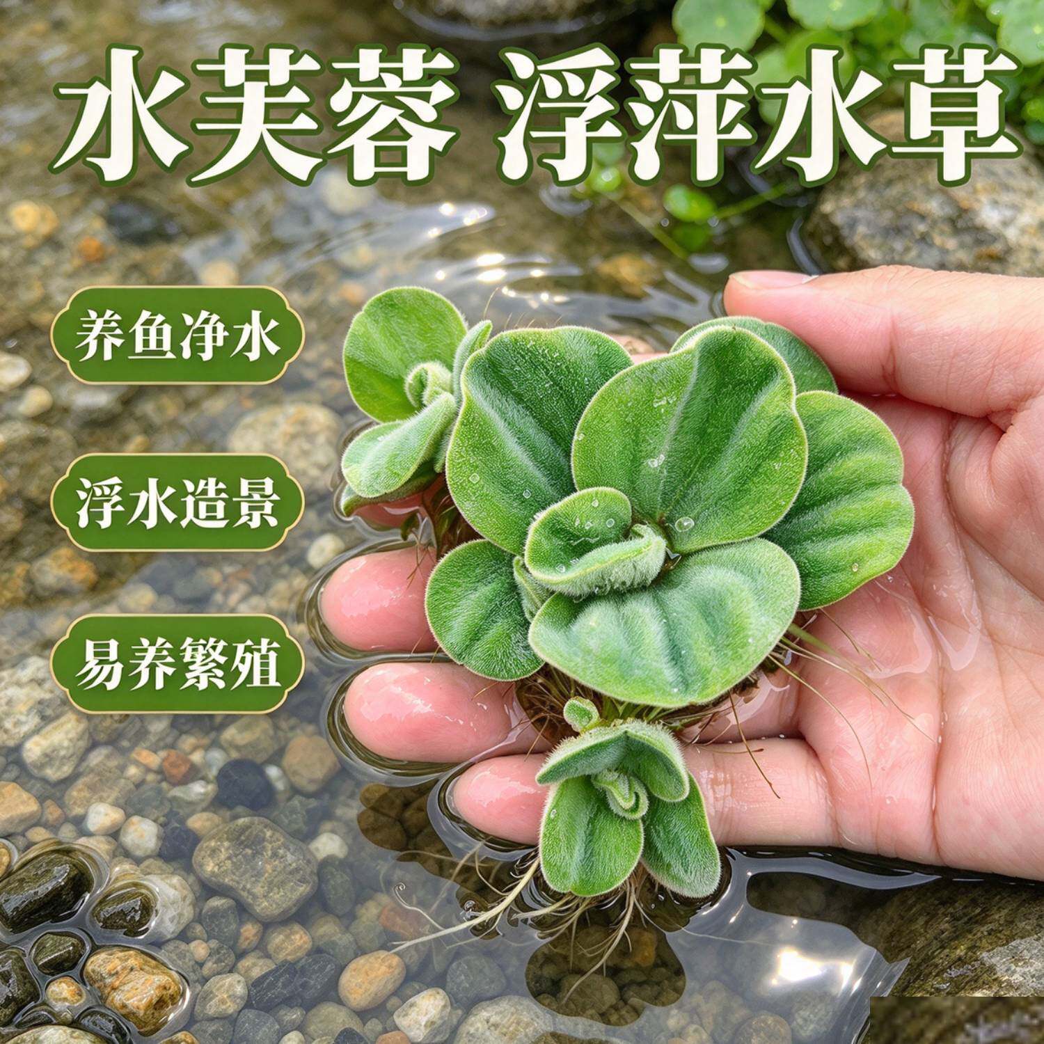 水芙蓉浮水水草 古法缸造景净水植物 鱼缸龟池除氨氮好养浮萍