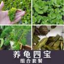 养龟水草浮萍狐尾草调节净化水质除味臭稳定剂