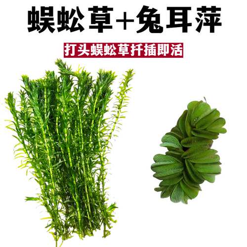 淡水鱼缸造景初学者水蕴草
