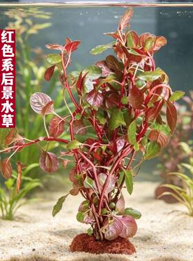 红丁香带环淡水无泥水草中后景有茎类红色紫红玫瑰生态鱼缸真水草
