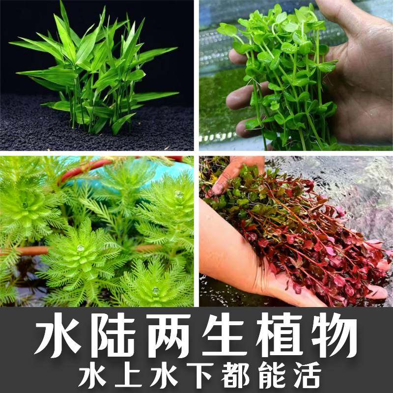 水陆两栖植物狐尾藻南极杉小对叶草紫丁香绿金钱小宝塔南美小青竹