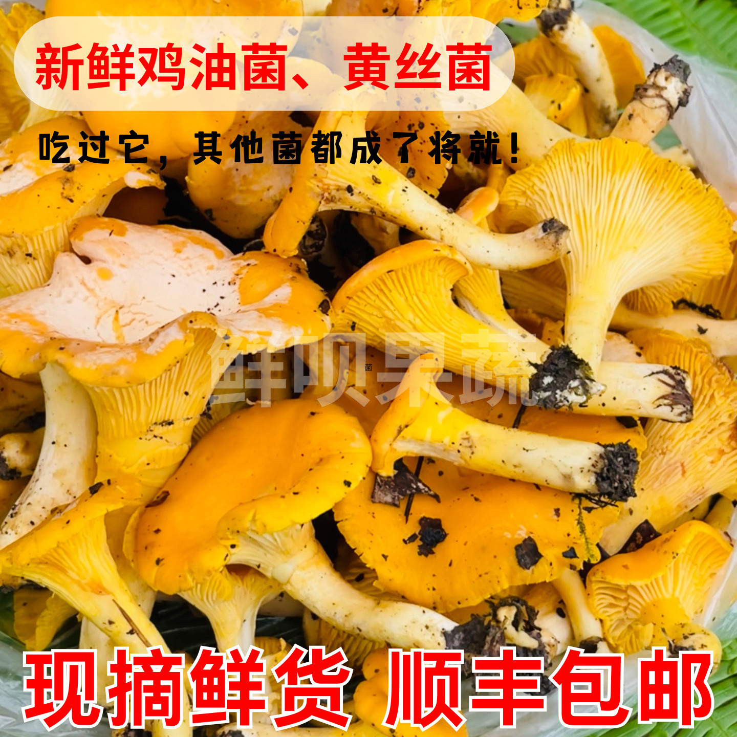 贵州野外生长新鲜鸡油菌黄丝菌