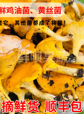 贵州野生新鲜鸡油菌黄丝菌黄金菇山珍蘑菇特产稀有现货顺丰包邮