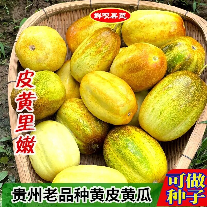 贵州云南新鲜蔬菜老土黄瓜种子水果孕妇青瓜农家自种老品种当季