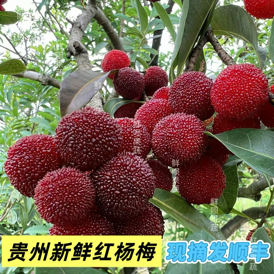 贵州现摘新鲜杨梅顺丰冷链水果